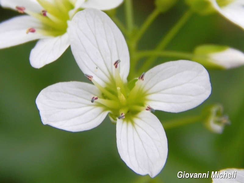 Cardamine amara